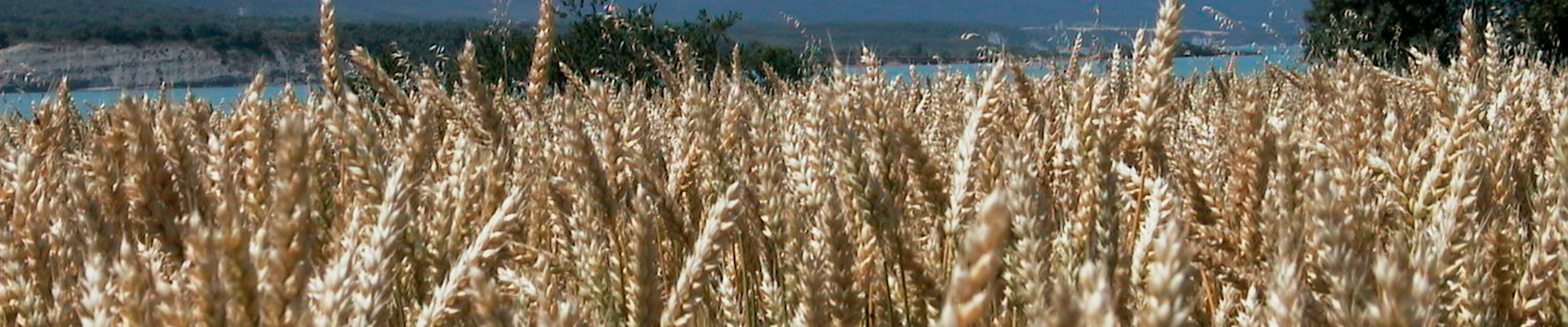 Descarga de catálogos