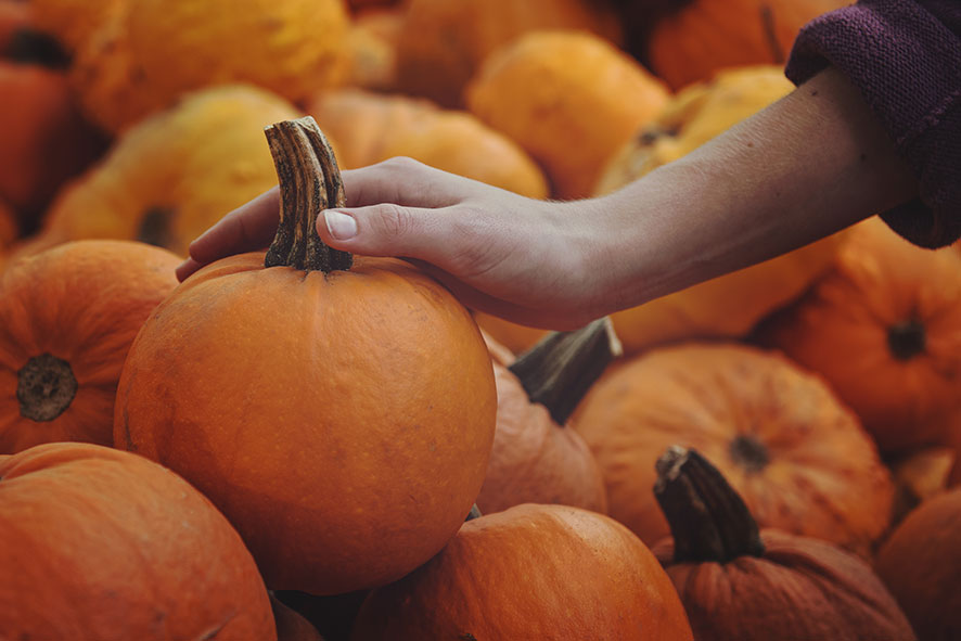 cosecha de calabazas