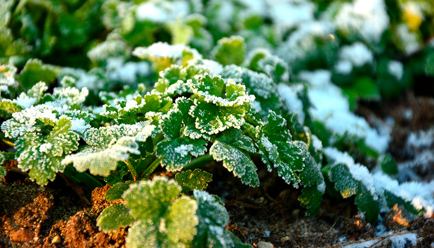 heladas inesperadas en la huerta