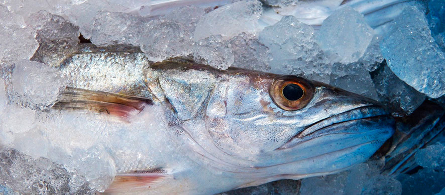 engrais maison émulsion de poisson