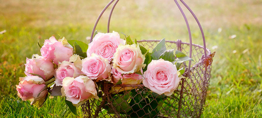 how to plant a rose bush in your garden