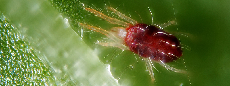 Cómo combatir la ARAÑA ROJA