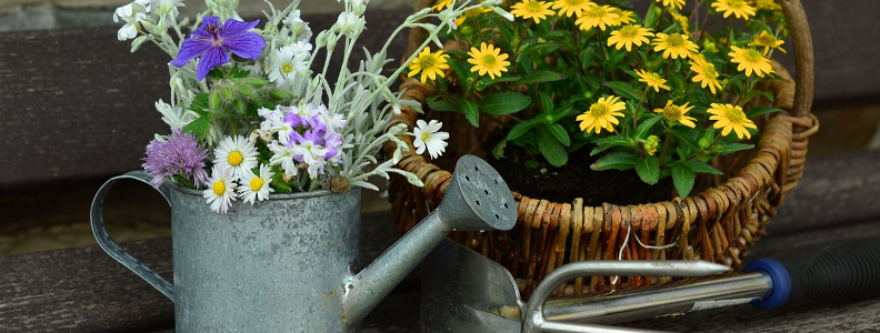 7 errores en la jardinería que debes evitar