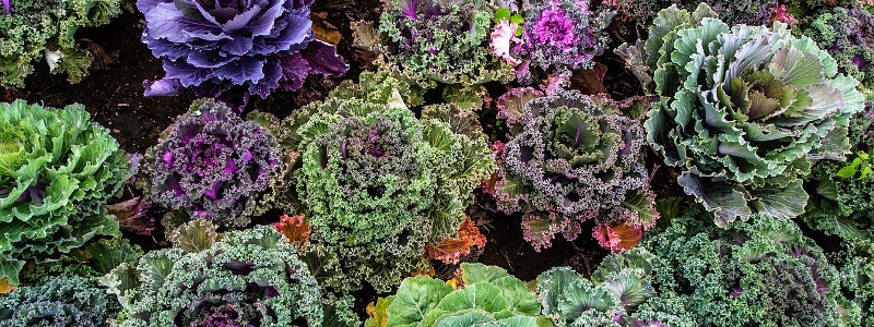 16 PLANTAS PARA PREVENIR Y COMBATIR PLAGAS Y ENFERMEDADES PARTE III