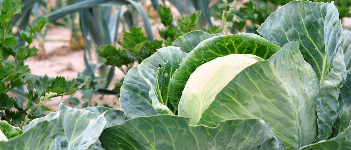 Qué hacer , sembrar y plantar en Otoño en el jardín y huerto