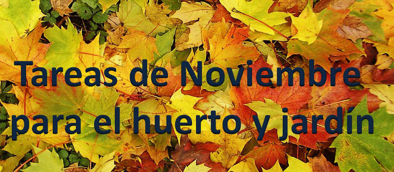Tareas de Noviembre para el jardín y huerto
