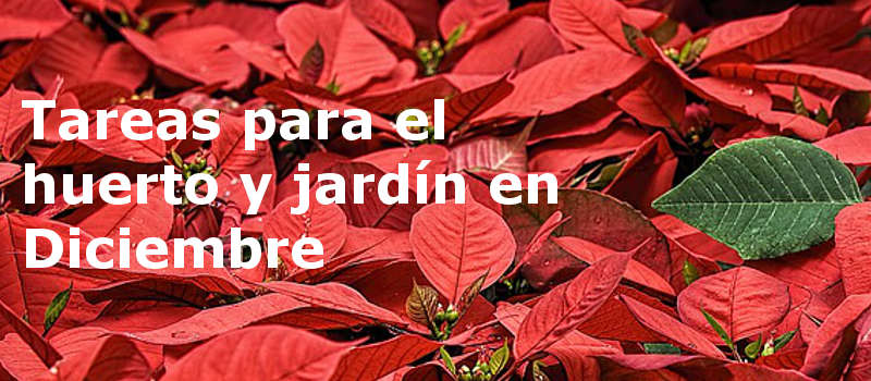 Tareas para el huerto y jardín en Diciembre