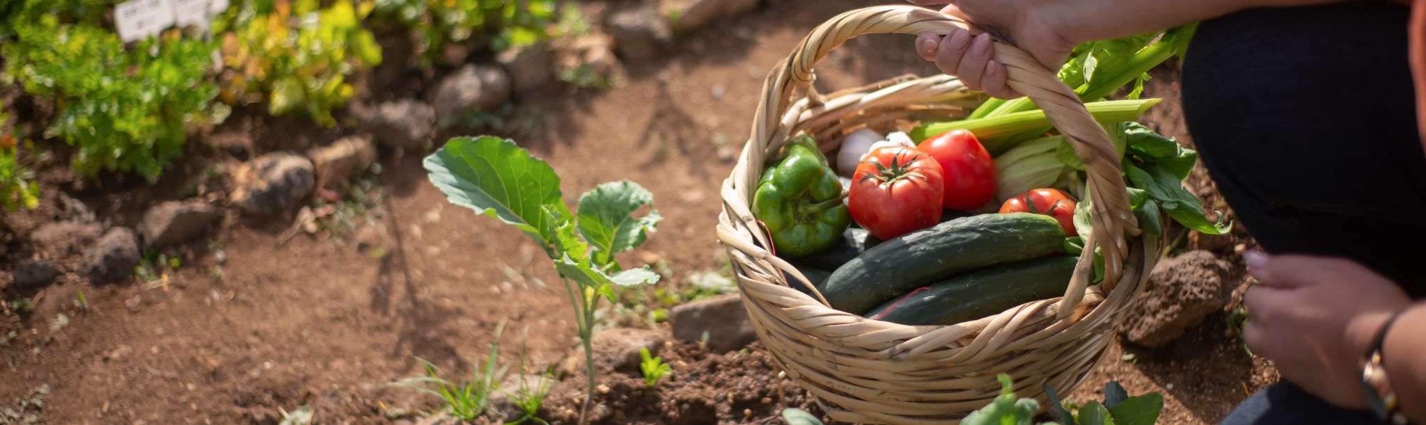 Vuelta al huerto: Cómo cuidar y alargar la huerta en septiembre