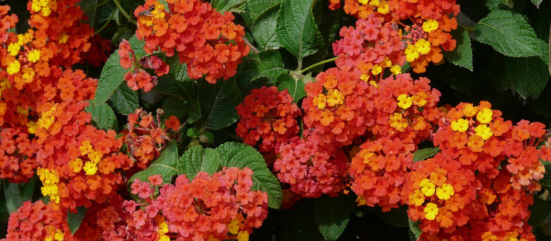 Flores de verano más resistentes al calor