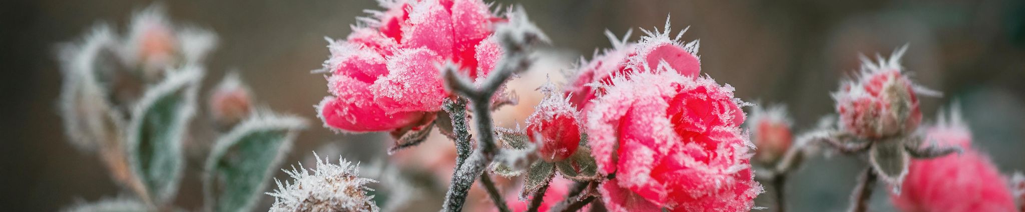 Qué plantar en diciembre en el huerto y el jardín