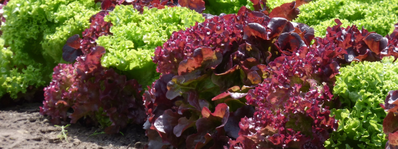 16 PLANTAS PARA PREVENIR Y COMBATIR PLAGAS Y ENFERMEDADES PARTE II