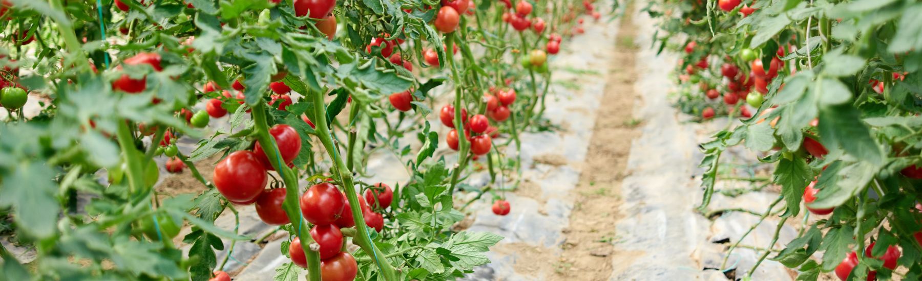 Guía completa para cultivar tomates en tu huerto con pulverizadores Matabi