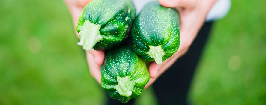 Le potager en août