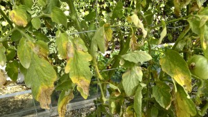 Enfermedad del mildiu en una planta