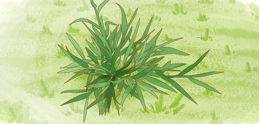 Herbe de crabe, mauvaise herbe